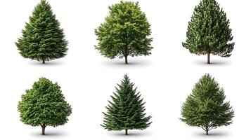 Several different types of trees on a white background photo