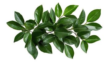A plant with green leaves on a white background photo