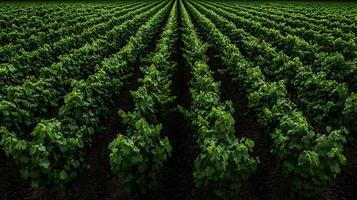 A large field of green grapes photo