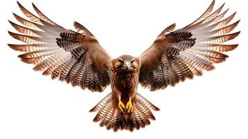 A large brown bird with its wings spread photo
