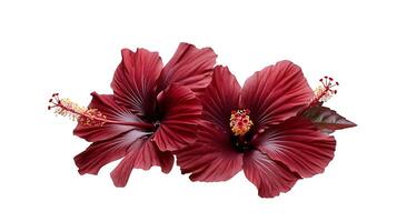 Two large red hibiscus flowers are on a white background photo