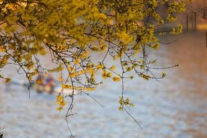 A boat on the water with a yellow tree photo