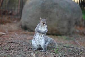 A squirrel standing on its hind legs in front of a large rock photo