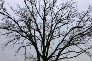 A tree with no leaves on it photo