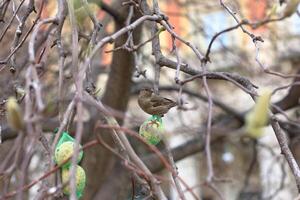 A bird is perched on a branch of a tree photo