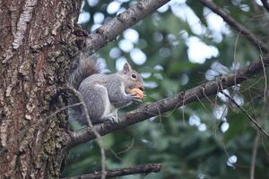 A squirrel eating a nut on a tree branch photo