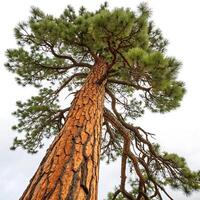 A tall ponderosa pine tree with dense branches and sharp green needles, reaching upward with strong, textured bark and a bright white background photo