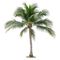 A palm tree with vibrant green fronds and a slender trunk, standing tall on a white background, perfect for conveying tropical vibes and summer fun photo