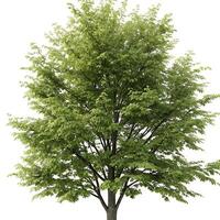hornbeam tree in full spring bloom with lush green leaves and well defined structure captured on a white background photo