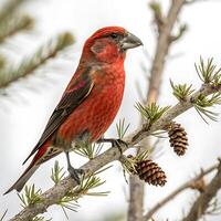 striking red crossbill bird, with its distinctive crossed bill and vivid red feathers, perched gracefully on a tree branch photo