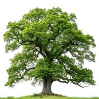 Large oak tree with broad green leaves and a thick trunk, isolated on a white background, highlighting the strength and elegance of the tree photo