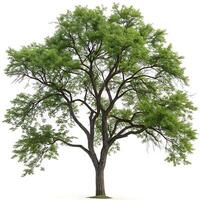 Tall black locust tree with fresh green leaves, a strong trunk, and sprawling branches, isolated on a white background for botanical use photo