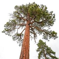 A mature lodgepole pine with its distinctive long, slender branches and dense pine needles, showcased in front of a pure white background photo