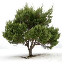 A vibrant juniper tree with a rounded, bushy crown and twisting trunk, against a plain white backdrop, showcasing its natural elegance and beauty photo
