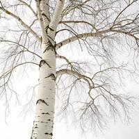 Paper birch tree with slender branches and white peeling bark, adorned with fresh green leaves, set against a white backdrop for a minimalist look photo