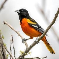 A vibrant Baltimore oriole perched on a branch with striking orange and black feathers, captured in a close up view against a soft white background photo