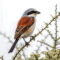 Beautiful shrike bird with a black mask and gray feathers, perched delicately on a branch, set against a white neutral background photo