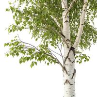 paper birch tree with its iconic white bark and lush green leaves, isolated on a pure white background, symbolizing freshness photo