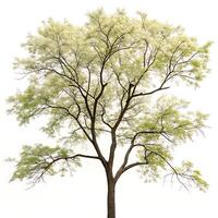 honey locust tree in full growth with bright green foliage, captured against a minimalist white background for a nature focused scene photo
