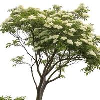 Elder tree with bright white flowers and lush green leaves, creating a serene and peaceful atmosphere in the pure white space photo