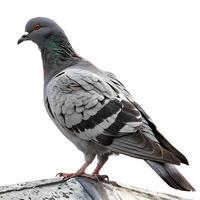 Beautiful pigeon perched with its head turned, revealing detailed feathers and vivid red eye, captured on a white background photo