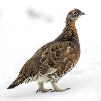 Grouse bird captured in profile, highlighting its textured feathers and vivid red eyes, walking across snow in a serene, white setting photo