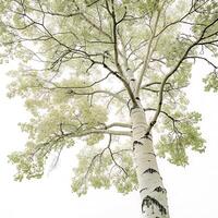 Majestic aspen tree with a slender white trunk and rich green canopy, isolated on a clean background, perfect for forestry and nature concepts photo