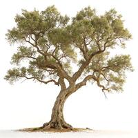 Beautiful cork oak tree with a twisting trunk and wide reaching branches, showcasing its robust and unique structure against a white backdrop photo
