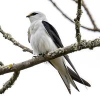Swift bird perched on a branch with striking black and white feathers, surrounded by soft greenery, set against a neutral white background photo