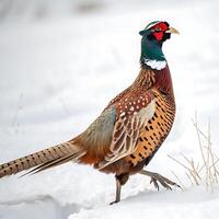 Beautiful male pheasant walking gracefully across the snow with a radiant mix of colors, set against a white backdrop photo