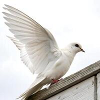 Elegant swift perched on a branch, its long tail feathers visible as it gazes into the distance, standing out against a minimalistic white background photo