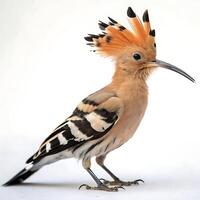 Elegant hoopoe bird with an orange feather crest, striking a side profile pose, standing in front of a clean white backdrop, showcasing its graceful posture and detailed markings photo