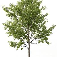 Beautiful alder tree in full bloom with fresh green leaves, isolated on a white backdrop, emphasizing its organic shape and detailed natural structure photo