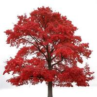 Striking red oak tree with vibrant red foliage isolated on a white background, ideal for showcasing fall colors and seasonal transitions photo