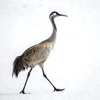 A graceful crane bird walking on snow, with distinctive red crown and long legs, captured against a clean white backdrop photo