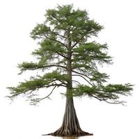Tall bald cypress tree with distinctive buttressed roots and lush green foliage, isolated on white, ideal for environmental and forestry themes photo