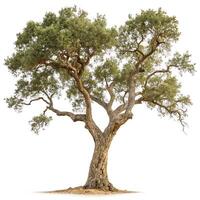 A stately cork oak tree with a strong, gnarled trunk and abundant green foliage, standing alone in the center of a white background photo