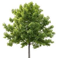 A sweetgum tree with its broad green leaves, tall trunk, and full canopy, isolated on a pure white backdrop to highlight its unique structure and form photo