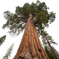 giant sequoia tree with its towering trunk and thick bark, surrounded by the towering giants of the forest in a tranquil setting photo