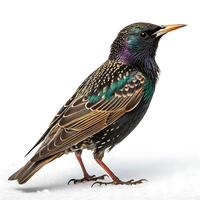 Beautiful starling bird with glossy black feathers and iridescent sheen, perched elegantly with its striking orange beak and detailed plumage photo