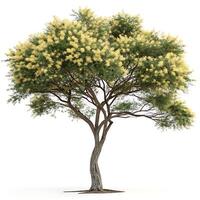Beautiful acacia tree with a twisted trunk and vibrant yellow flowers, isolated on a white background, showcasing its delicate foliage and natural elegance photo