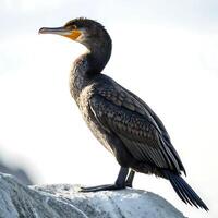 A graceful cormorant bird standing on a rock with its wings extended, displaying unique wing patterns and yellow facial markings on a white backdrop photo