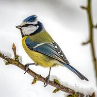 Detailed shot of a titmouse with a vibrant yellow and blue coat, perched gracefully on a branch, with a soft white background highlighting its features photo