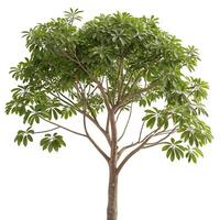 A striking umbrella tree with a smooth, slender trunk and a dense green crown of leaves, isolated on a white background for a minimalist effect photo