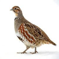 Stunning partridge bird walking with elegant posture and detailed feather patterns, set against a clean white backdrop photo