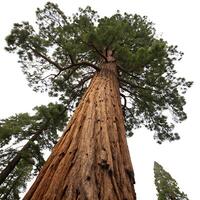 Majestic coast redwood towering upwards, displaying its rugged bark and lush green foliage against a clear white background photo