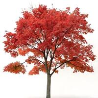 Striking red maple tree in full autumn color with rich red leaves, perfect for depicting the beauty of the fall season and natures transformation photo
