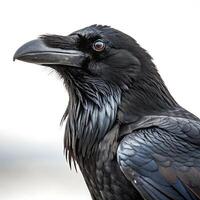 Profile view of a raven perched on a tree branch, emphasizing its glossy feathers and striking beak, with a clean white background photo