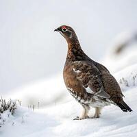grouse walking across the snow, showcasing its unique feather patterns and vivid red eye, set against a bright, clean white backdrop photo