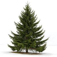 A healthy Norway spruce tree with a straight trunk and full canopy of needles, isolated on a white background, symbolizing freshness and growth photo